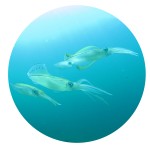 ika